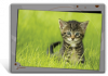 Set de table / bureau de chaton dans l'herbe