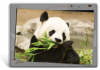 Set de table / bureau de panda