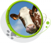 Motifs pour T-shirt - Vache en gros plan Motifs pour T-shirt - Vache en gros plan