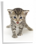 Poster Chaton