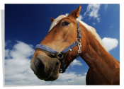 Poster Cheval