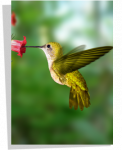 Poster Colibri