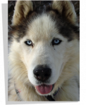 Poster Chien Husky