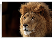 Poster Lion