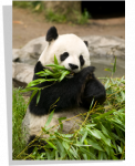 Poster Panda