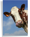 Poster Vache