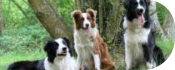 Site de bordercollie